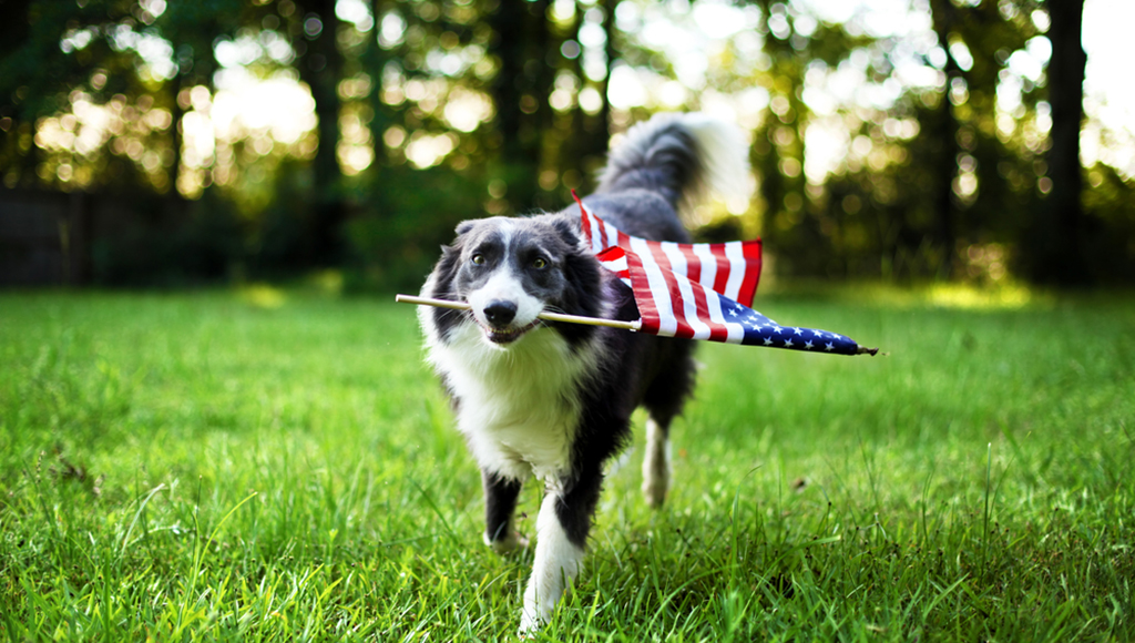 Memorial Day Pet Safety Tips